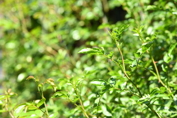 Obraz premium Young shoots of a rose. Fresh rose shoots.