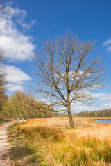 Tree at the walking path in nature area Duurswouderheide, Netherlands