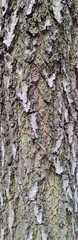 Tree bark texture. Birch bark, close-up.