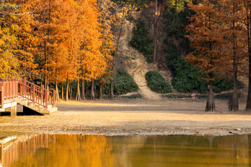 Obraz premium taxodium distichum in the park