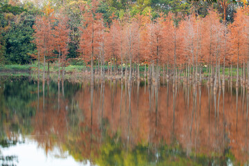 
taxodium distichum in the park