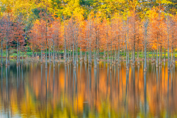 
taxodium distichum in the park