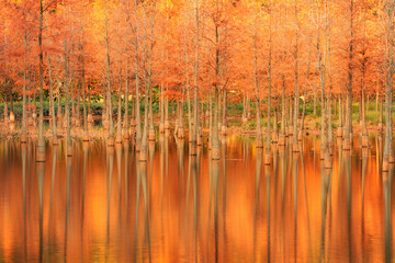 
taxodium distichum in the park