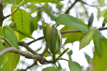 Closeup cucumber tree branch with leaves and bud  (yellow Magnolia acuminata) at the beginning of...