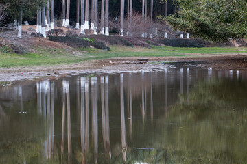 reflections of trees in lake