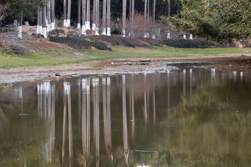 reflections of trees in lake