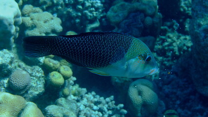 Thicklip wrasse or blackeye thicklip (Hemigymnus melapterus) undersea, Red Sea, Egypt, Sharm El Sheikh, Montazah Bay