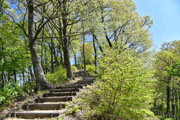丸太の階段イメージ・森の中の道