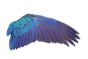 Brightly colored wing of Blue and Gold Macaw parrot isolated on transparent background png file