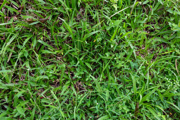 Close-Up of Green Grass with Visible Blades