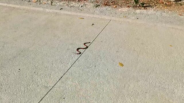 Coral snake crawls on the ground in tropical jungle Mexico.