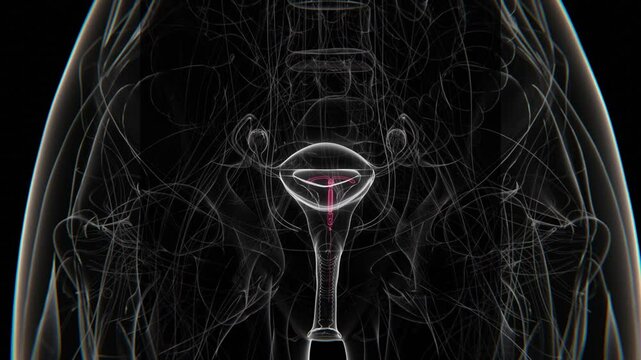 Intrauterine Device (IUD) Indication X-ray in video | IUD Birth Control device in female X-ray video in Format