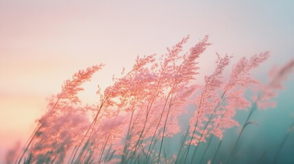 Fototapeta premium Graceful pink-tipped grasses swaying gently in the breeze against the backdrop of a soft, pastel sky, evoking a sense of peaceful solitude.