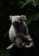 Koala on a tree