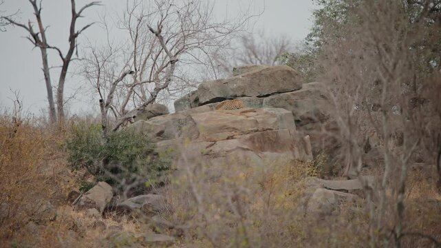 Leopard observing prey in the distance, camouflaged within the brush of Kruger National Park