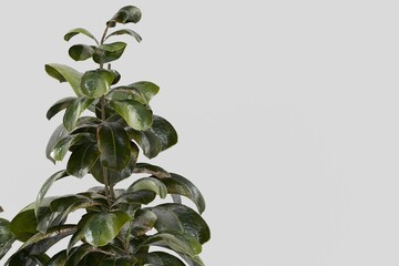 tree leaves nature on white background 3d