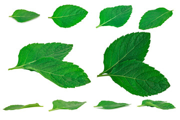 Mint leaves isolated on white background