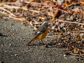 木の実をくわえるジョウビタキのオス