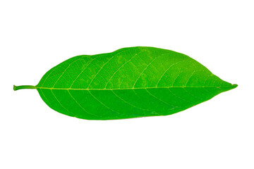 Obraz premium leaves isolated on white background