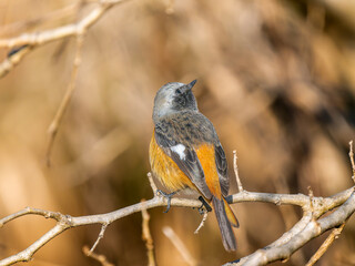 枝にとまるジョウビタキのオス