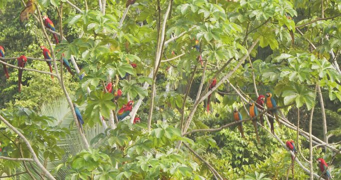 Huge lively group of macaws perched noisily in a tree in morning, filling the air with vibrant colors.