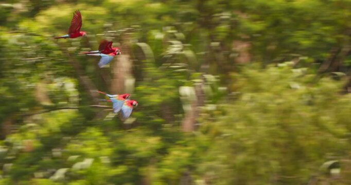 Wide shot of Scarlet Macaw Flock flying through the dense amazon rain forest canopy