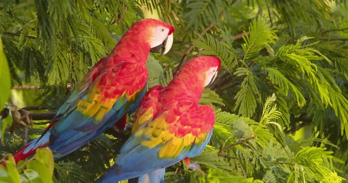Pair of scarlet macaws perched together communicating closeup in Peru's rainforest, vibrant colors glowing in sunny morning.