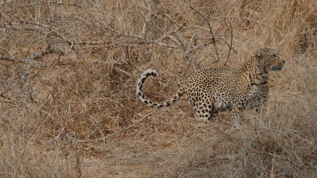 Leopard prowling along rocky terrain in Kruger National Park, South Africa, blending into the savanna