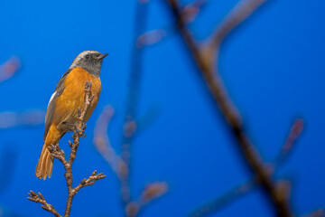 枝にとまるジョウビタキのオス