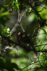 rouge-gorge en mai