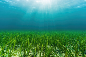 Obraz premium A serene underwater scene showcasing vibrant green seagrass swaying gently under sunlight filtering through the clear blue water.