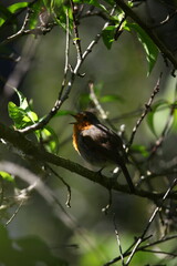 rouge-gorge en mai