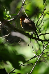 rouge-gorge en mai