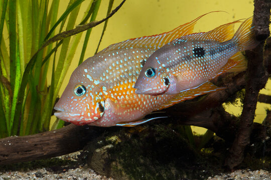 Thorichthys maculipinnis