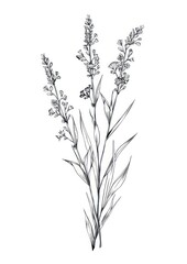 Fototapeta premium Vector illustration Hand drawn a wildflower illustrated drawing sketch.
