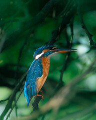kingfisher on branch