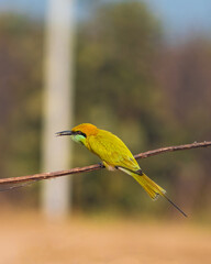 bee eater perched on a branch