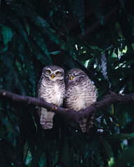 Owlets
