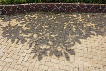 Shadow of Tree Branches and Leaves on Paving Road Surface Under Midday Sunlight