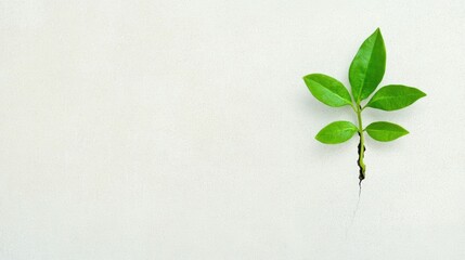 Obraz premium Resilience and hope concept with green plant growing through white wall for inspiration and growth
