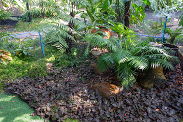 Small lush garden while watering with sprinklers