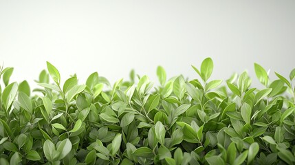 Obraz premium Vibrant green leaves lushly spread in a natural setting, offering a refreshing and serene visual appeal.