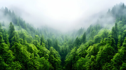 Fototapeta premium Misty mountain forest valley, lush green trees, nature background, ecological wallpaper