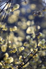 寒空に咲く蠟梅