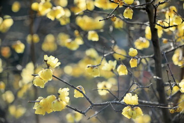 寒空に咲く蠟梅