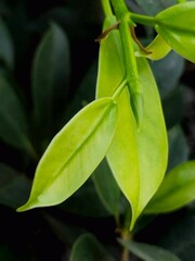 Close-up of green beans growing on a tree branch with lush leaves