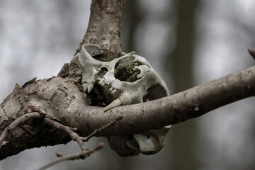 Skull of an animal on a tree