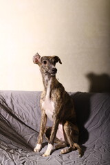 Whippet portrait. Whippet is a small, smooth-haired dog. It develops speeds of up to 70 km/h.