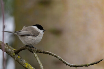 Cute bird The willow tit, song bird sitting on a branch without leaves bright background