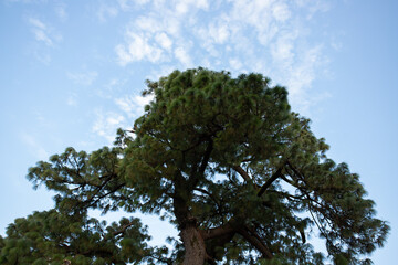 pine tree with dense green foliage, reaching towards a bright blue sky dotted with soft white clouds.